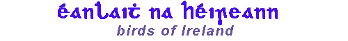 Birds of Ireland